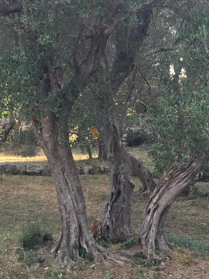 Apartmani Misic Ždrelac Exteriér fotografie